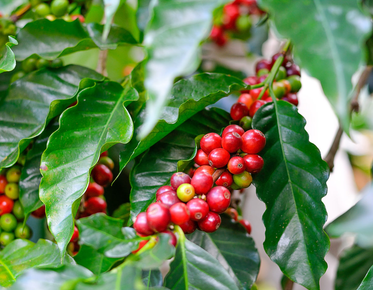 Bio Kaffee – DeLaSelva Regenwaldprodukte