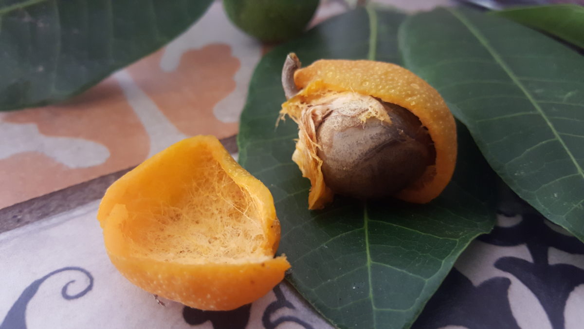 Brosimum Alicastrum – Frucht geöffnet Bild von Janhendrix - Eigenes Werk, CC BY-SA 4.0
